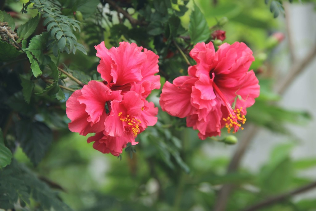 Fleurs d'hibiscus