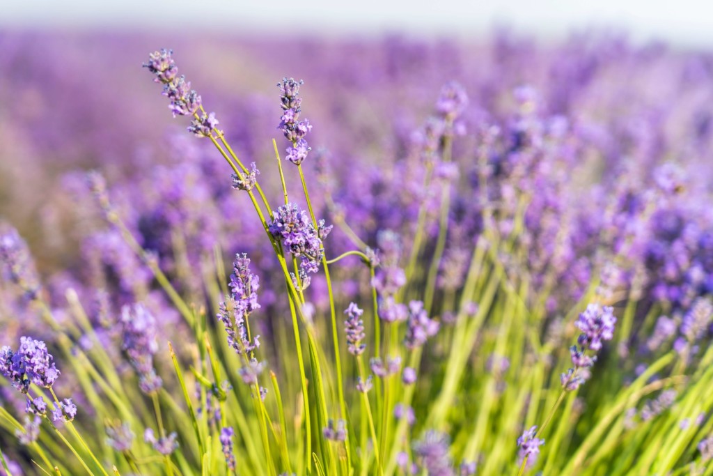 Fleurs de lavande