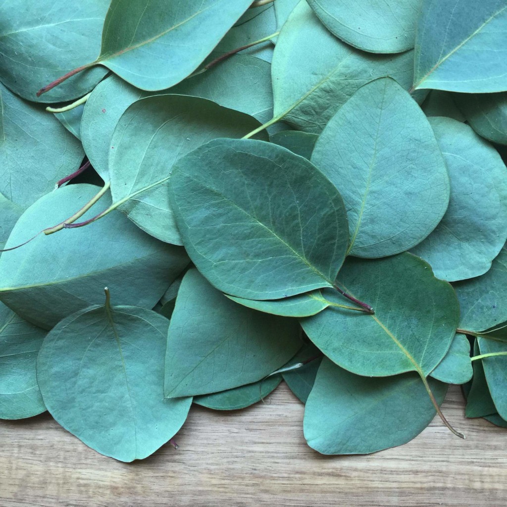 Feuilles d'eucalyptus