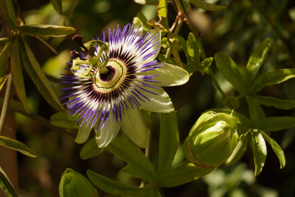 Fleur de passiflore