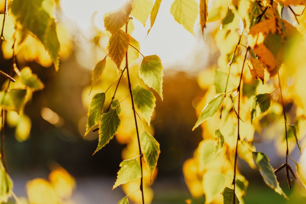 feuilles de bouleau