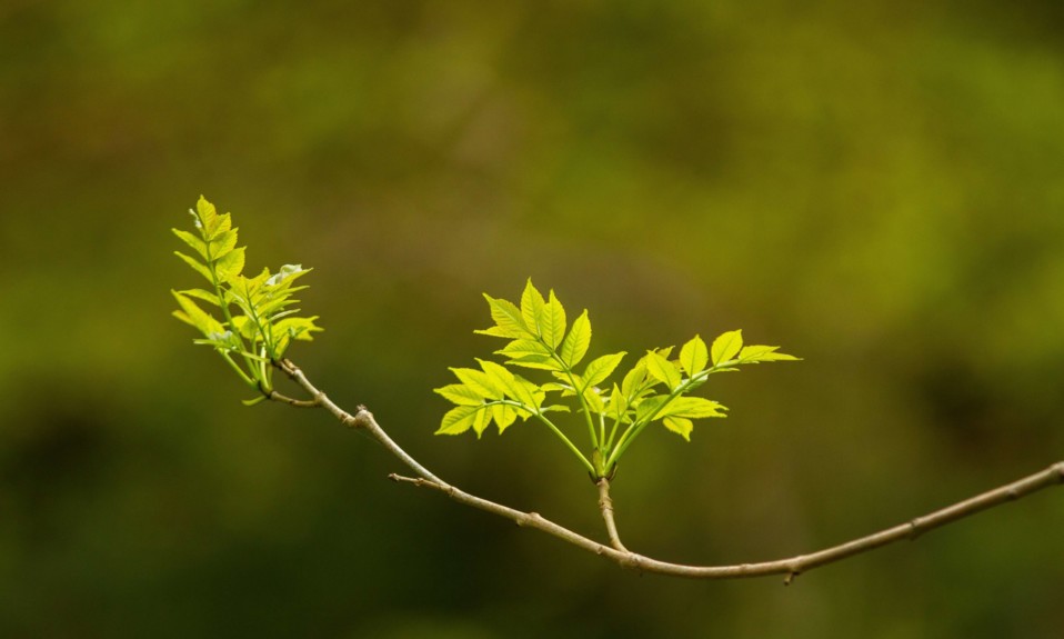 feuilles de frêne